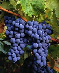 Resultado de imagen para foto de uvas en azua