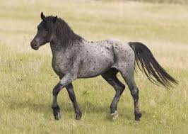 Image result for HORSE