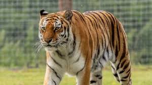 Homem morre após pular em recinto de tigres no Reino Unido