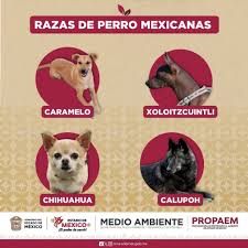 México reconhece o vira-lata caramelo como raça nacional e brasileiros reagem