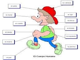 Resultado de imagen para cuerpo humano