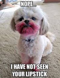Cute Dog Quotes And Sayings on Pinterest | I&#39;m Awesome, Dogs and ... via Relatably.com
