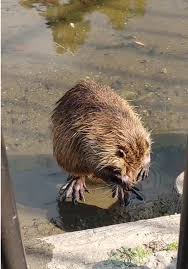 Chuỗi Cửa Hàng Cơm Ở Nhật Có Chuột | TikTok