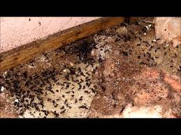 Résultats de recherche d'images pour « photo fourmis charpentières »