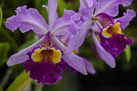 Resultado de imagem para orquideas roxas
