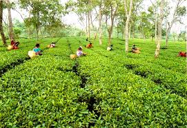 Trinamool Congress fails to broker peace between its unions in N Bengal tea gardens