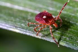 "It feeds on your blood for a week before you even notice – and then leaves behind a rare and life-threatening disease…"