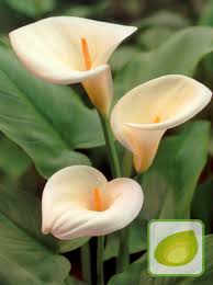 Znalezione obrazy dla zapytania kalia