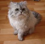 Persian Cats Persian Cat Breed Info Pictures petMD
