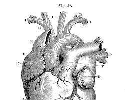 Image of anatomical heart drawing