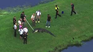 Caiman