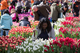 National Mall Transforms into a Tulip Garden for Tulip Day