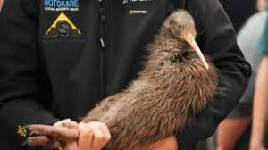 A citizen campaign returns iconic kiwi birds to New Zealand’s capital after a century-long absence