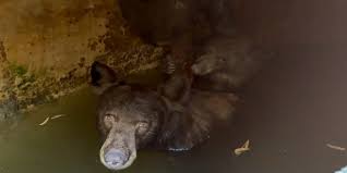 Mother bear and cubs rescued after being trapped in water tank