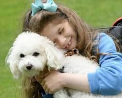 Hình ảnh về Bichon Frise dog being cuddled by a child