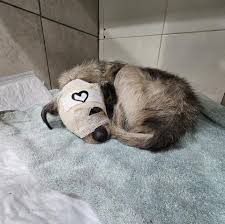 Doña Florinda EN ADOPCIÓN 📣😍 Nuestra pequeña princesa, que parece un peluchito 🧸, por fin, está lista para encontrar un hogar y una familia que la ame para siempre 🤍 ¿Quién va