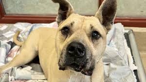 Pet of the Day for Jan. 3, 2025