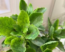 spider mites on a kalanchoe plant