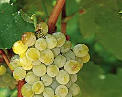 Imagem de Assyrtiko grape