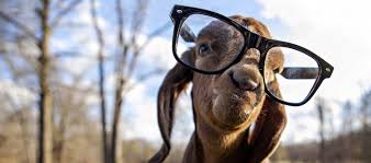 Image result for goat