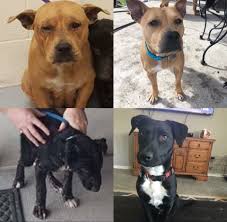 Fundraiser by Kasey Hersperger : Bridget & Louie's Trip to ...