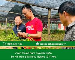 Hình ảnh về Sơn tra  Cây thuốc nam quý hiếm