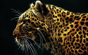 Image result for hd wallpapers