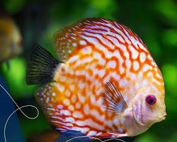 Gambar ikan Discus Symphysodon