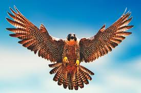 Resultado de imagen para halcon