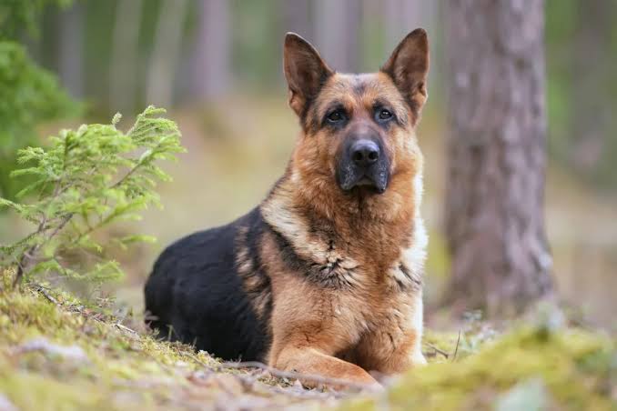 Best Police Dog Breeds - Delmarva K9