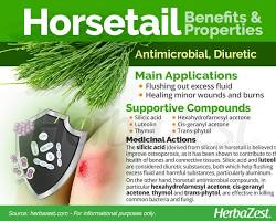 Horsetail for wounds