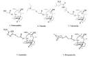 Chemical Synthesis and Biological Activities of Novel Pleuromutilin