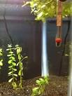 Tips for Planting Aquarium Stem Plants - Spec-Tanks