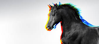 Résultat de recherche d'images pour "photo de cheval"