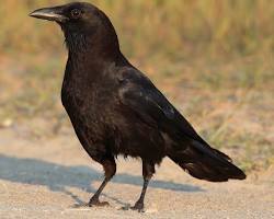 Image of American Crow (غراب أمريكي)