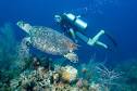 Divetech - Grand Cayman s best Scuba diving