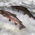 Anchorage students explore science and salmon at Westchester ...
