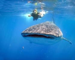 Imagen de Tiburón ballena in Cabo San Lucas