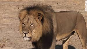 Image result for cecil lion
