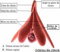 Top des choses sur le clitoris que vous ignorez peut-tre Topito