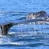 Hawai'i Whale Watching Tours Aren't Just For Tourists