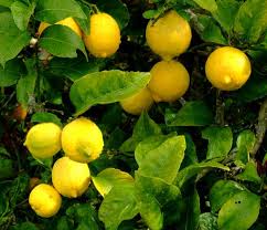 Resultado de imagen para limon