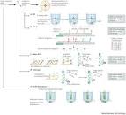 Next Generation Sequencing - Genomic Services