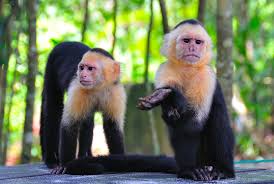 Image result for MONKEYS