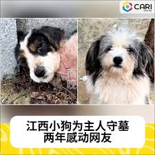 CARI - 👀👉https://c.cari.com.my/portal.php?mod=view&aid=231221 #CARIInternet #佳礼网#忠犬守墓#现实版忠犬八公#江西忠犬#人狗情深. 👀请密切关注Cari的最新动态哦！