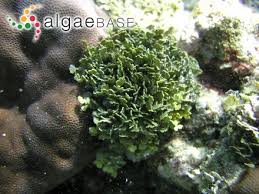 Image result for Halimeda micronesica