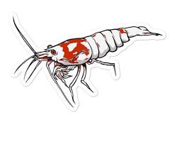 Red Bee Shrimp stickersの画像