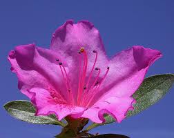 Image result for azalea flower