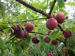 fruits gardens ile ilgili görsel sonucu