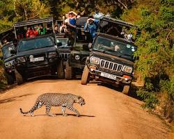 Hình ảnh về jeep safari in Yala National Park